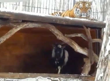 russian-tiger-goat