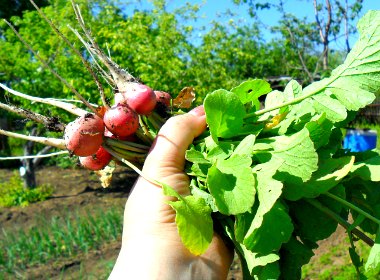 fresh-produce-russia