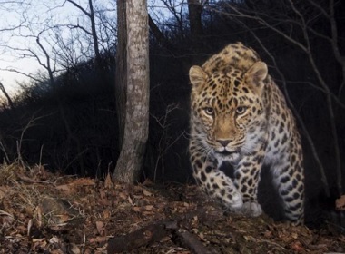 Russian leopards, Amur, panther.