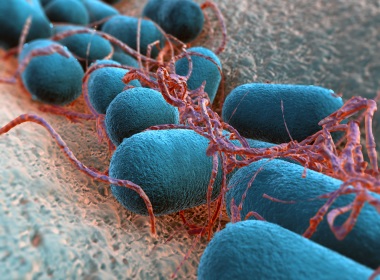 бактерии в кишечнике