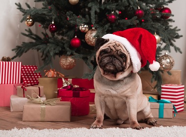 Christmas dog, gifts