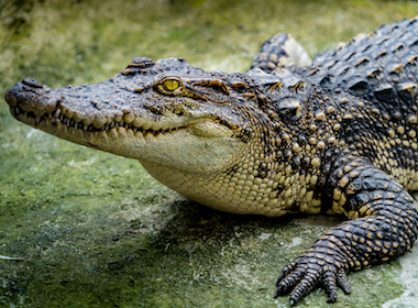 How did crocodiles manage to survive when dinosaurs died?