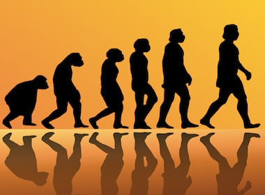 When did humans diverge from apes?