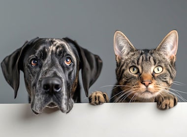 Кто умнее — кошки или собаки?