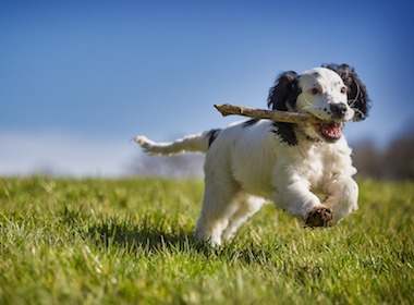 do-you-own-a-dog-it-may-be-in-your-genes-2 do-you-own-a-dog-it-may-be-in-your-genes-2